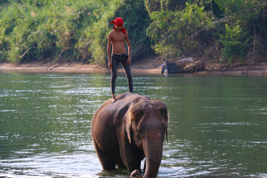 slony-thajsko-10